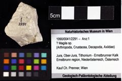 Foto (Objket + Etiketten) von ? Magila sp. 